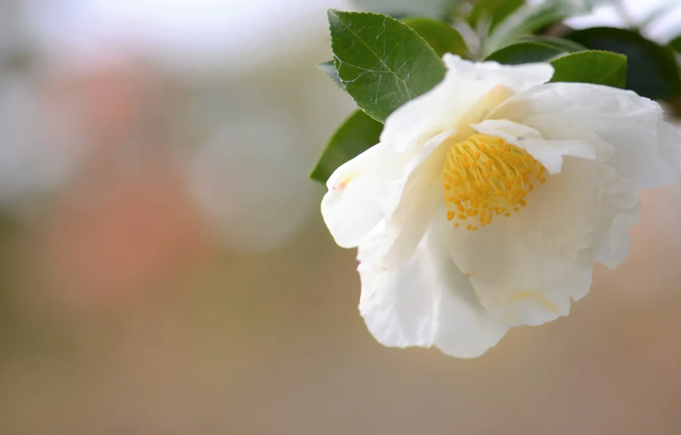 Photo wallpaper flowers, background, Camellia