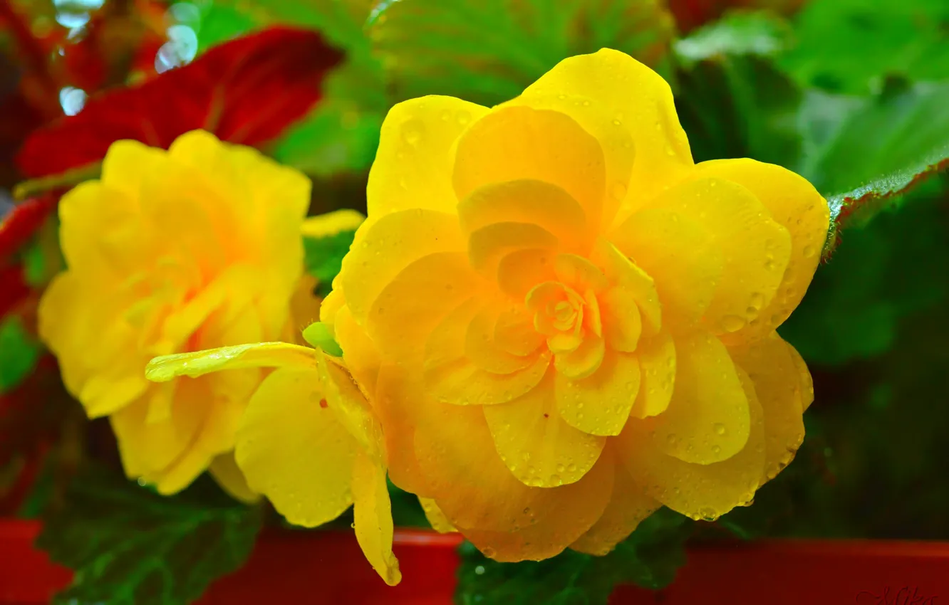 Photo wallpaper Drops, Drops, Yellow flowers, Yellow flowers