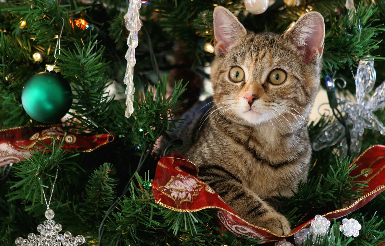 Photo wallpaper cat, look, balls, decoration, branches, pose, grey, background