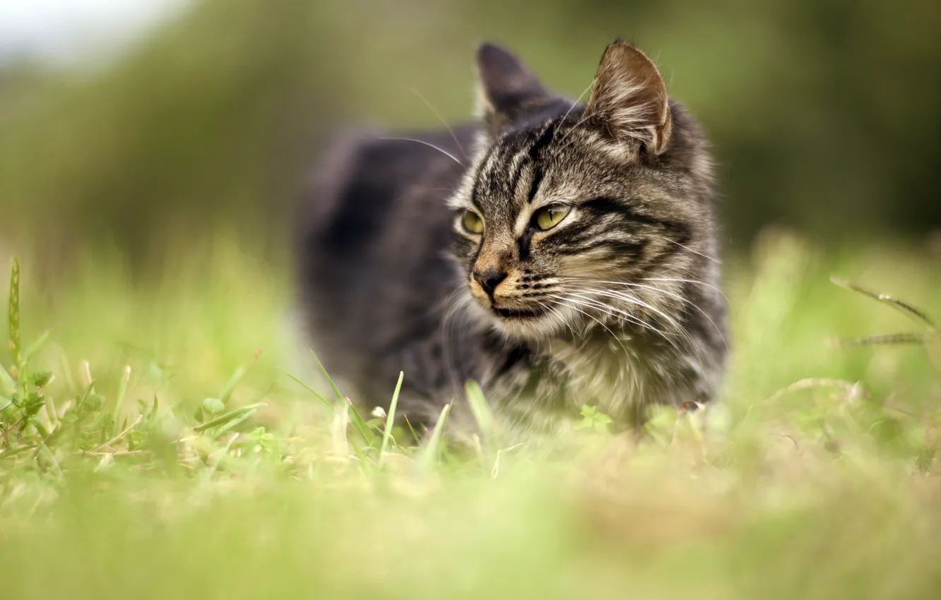 Photo wallpaper cat, grass, eyes, cat, look, face, nature, green