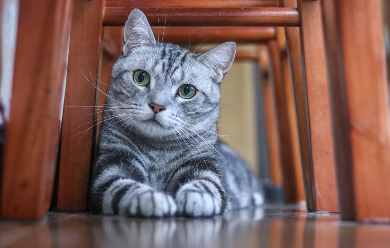 Photo wallpaper cat, mustache, look