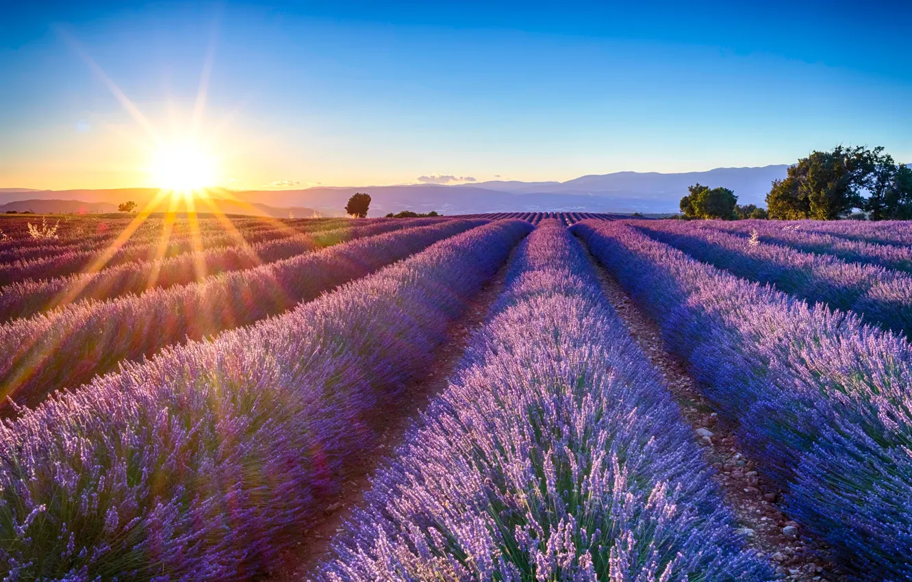 Photo wallpaper the sun, lavender, lavender field