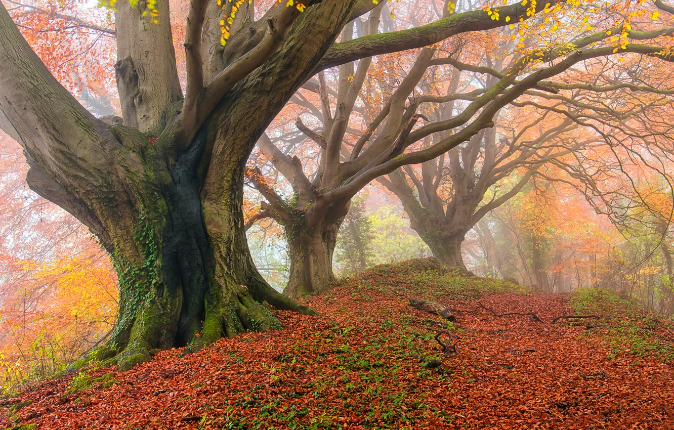 Photo wallpaper autumn, forest, fog