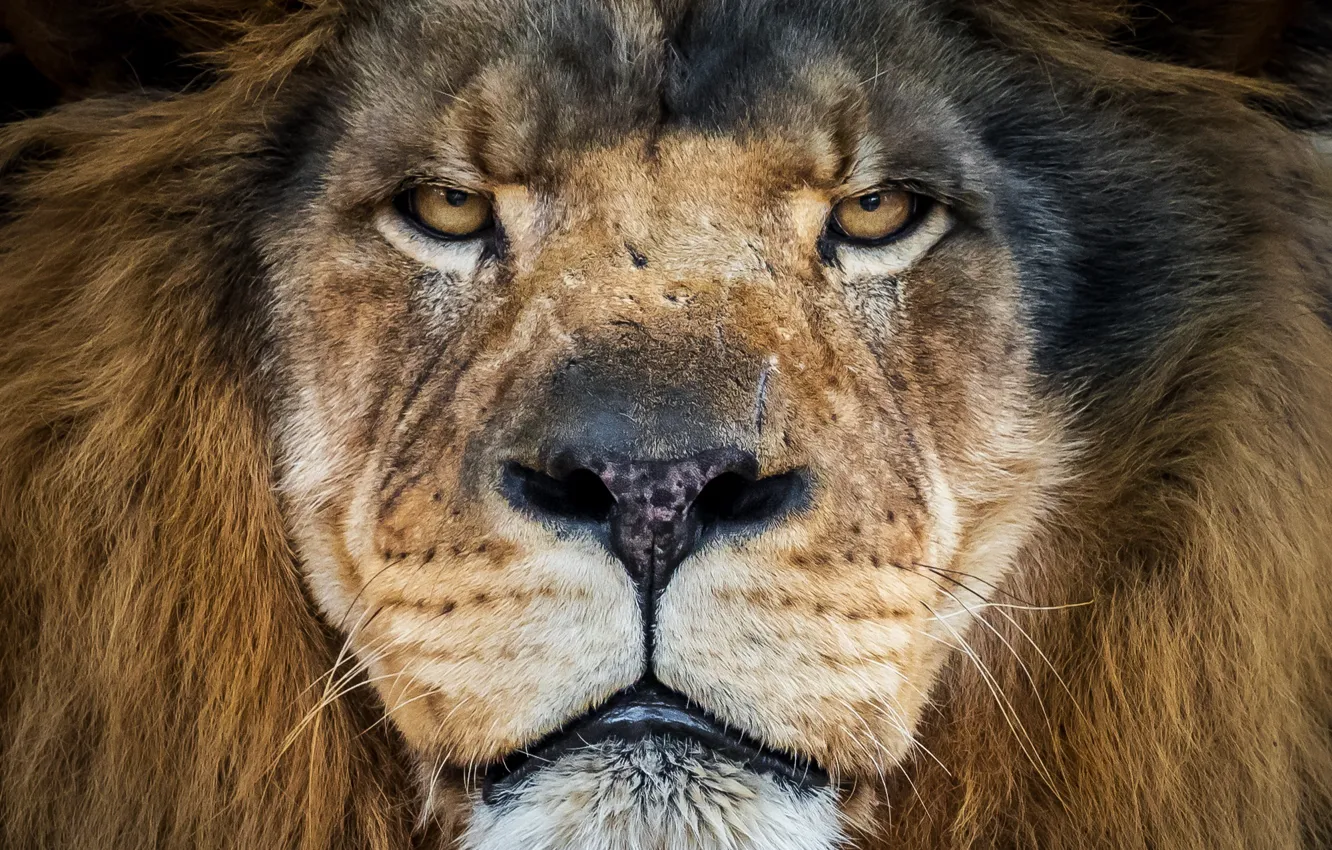 Photo wallpaper portrait, Leo, king