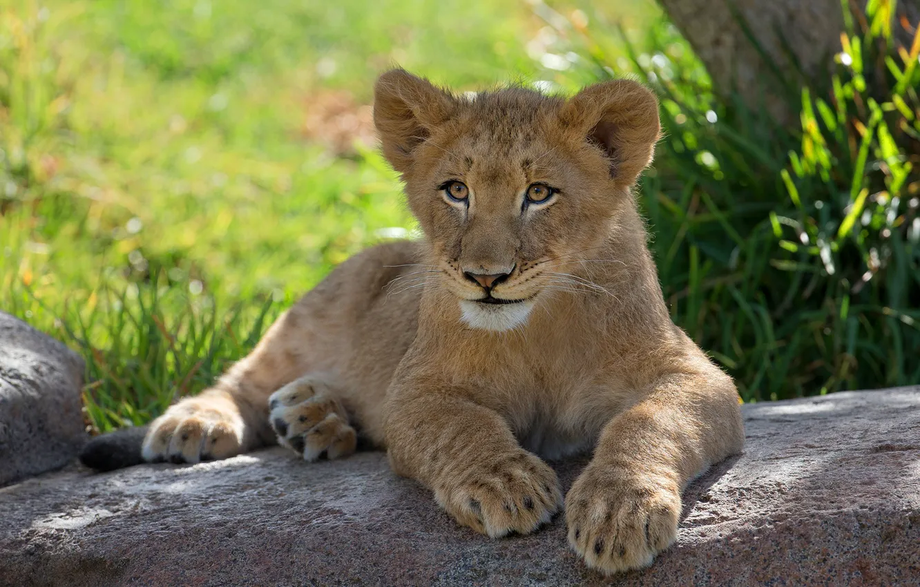 Photo wallpaper summer, grass, look, face, nature, pose, smile, stones