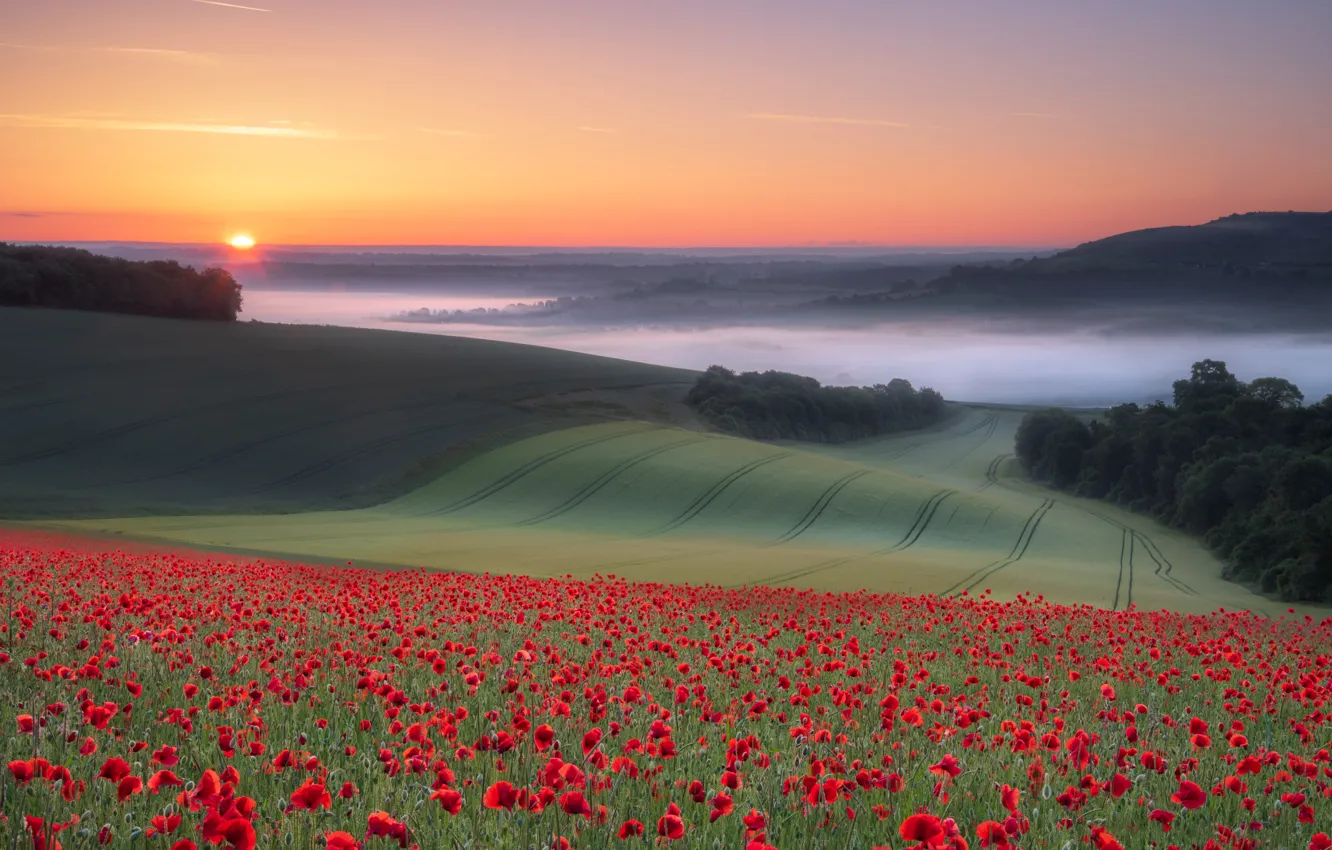 Photo wallpaper field, summer, the sky, the sun, trees, flowers, red, fog