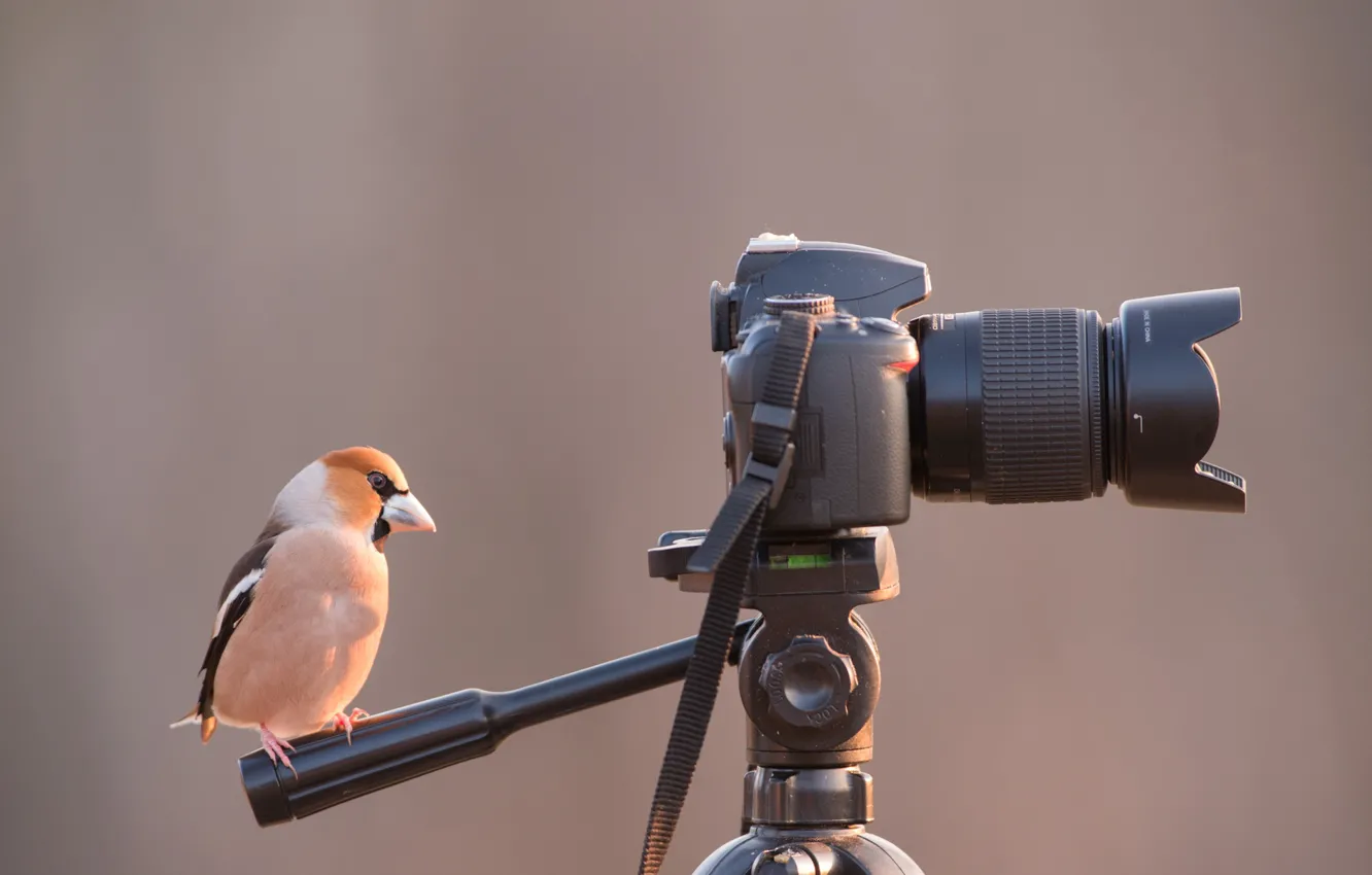 Photo wallpaper background, the camera, bird
