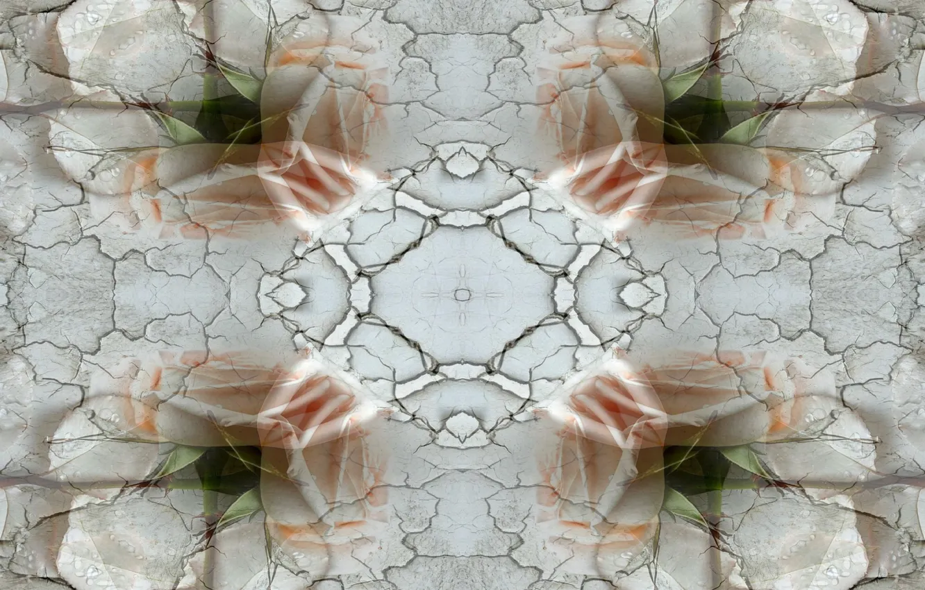 Photo wallpaper rose, pink, flowers, sand