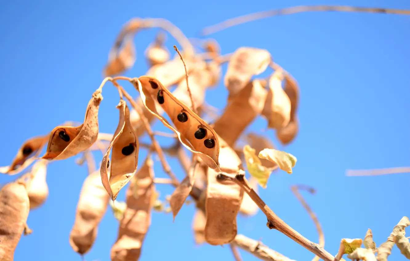 Photo wallpaper flower, seeds, jasimin be