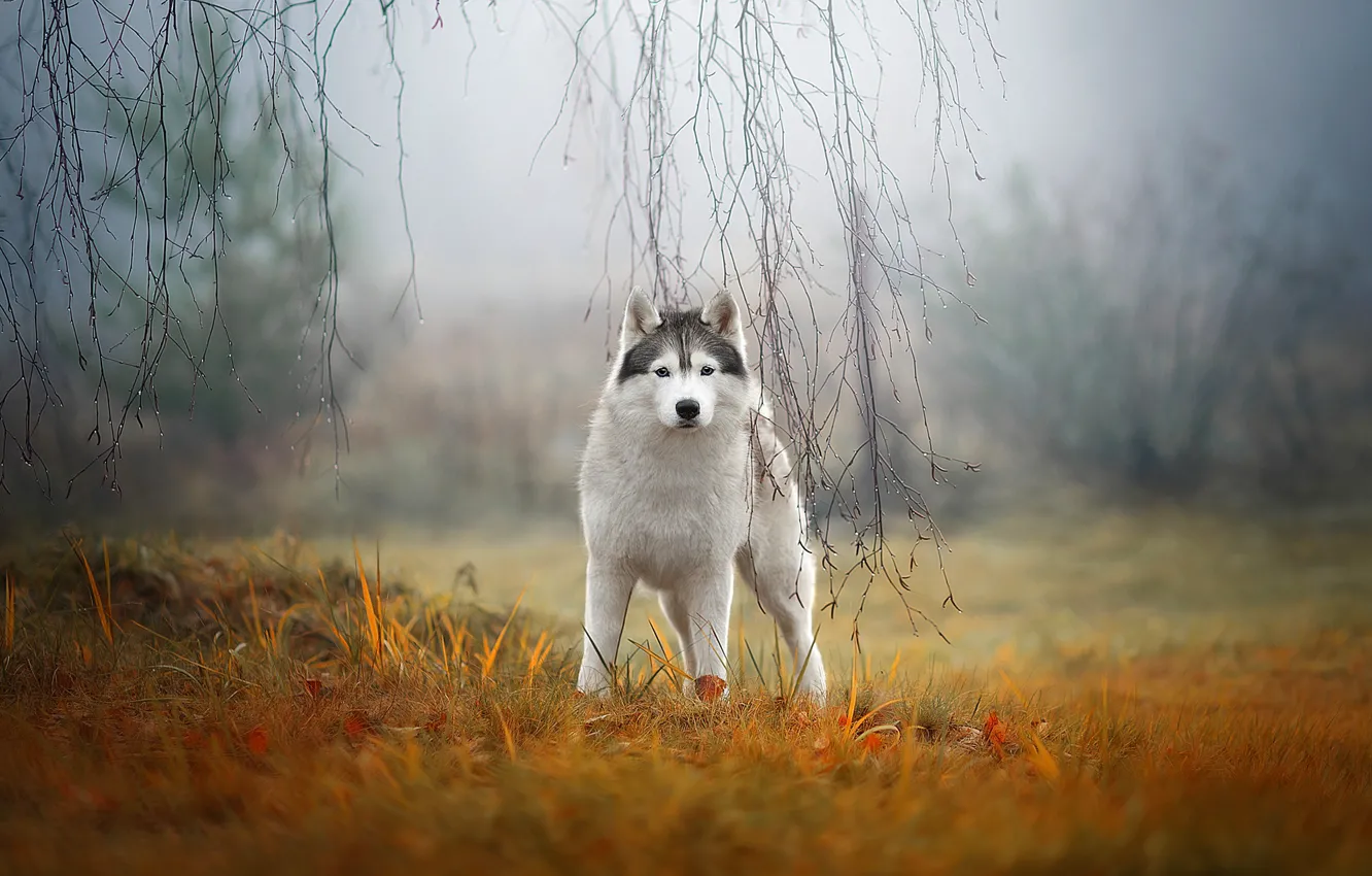 Photo wallpaper autumn, grass, look, branches, nature, fog, dog, husky