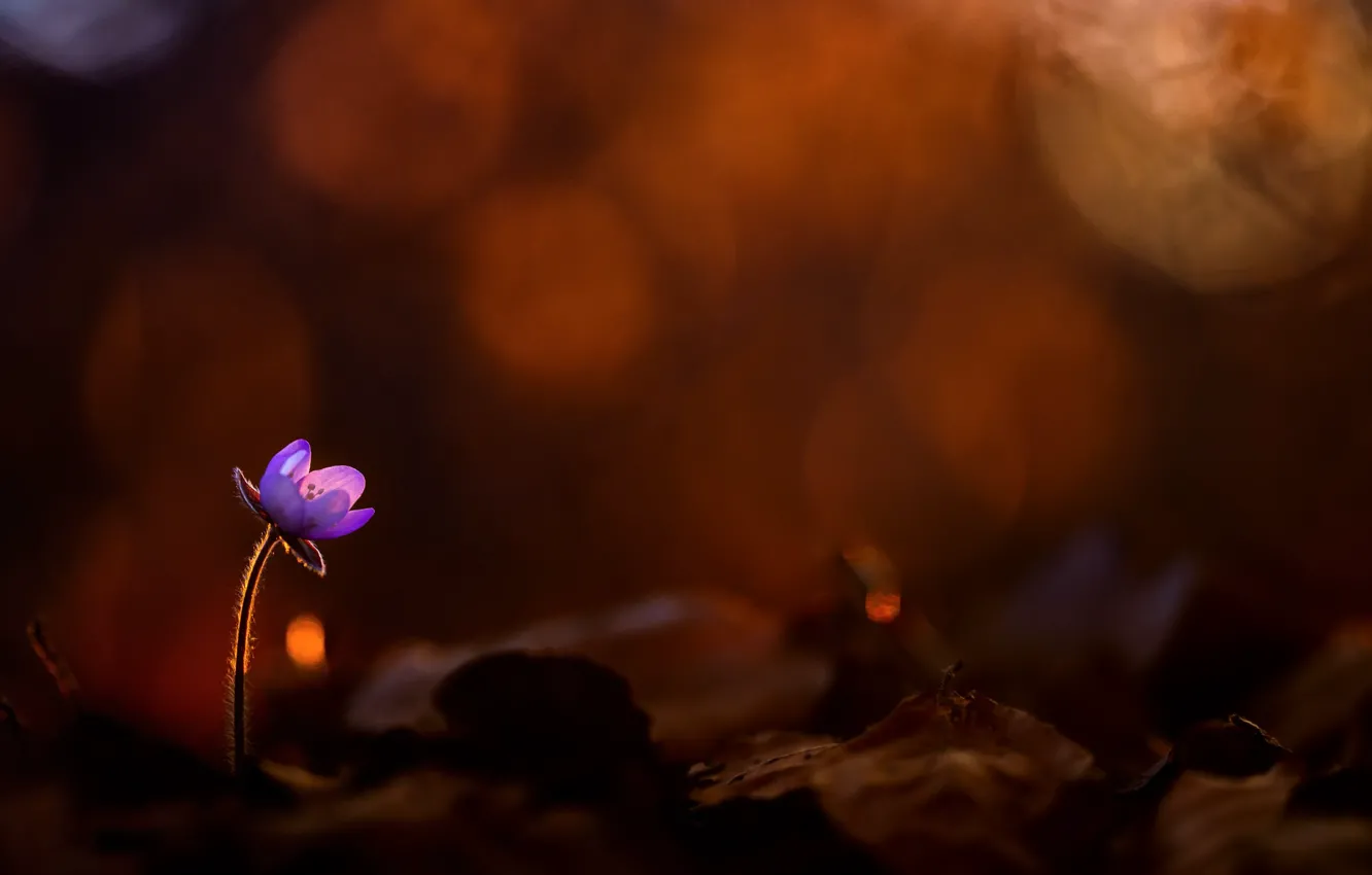 Photo wallpaper flowers, nature, spring