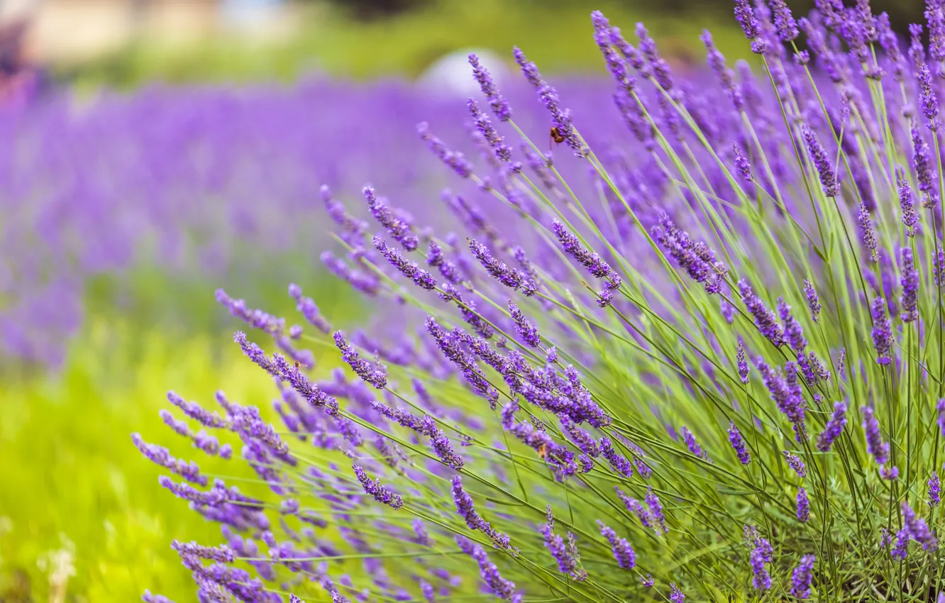 Photo wallpaper summer, flowers, lavender