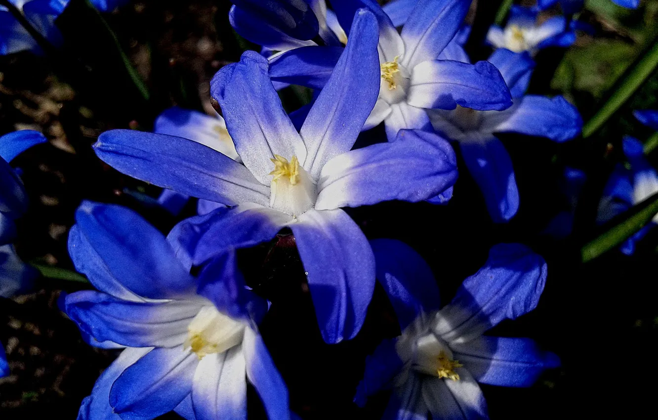 Photo wallpaper flowers, nature, blue