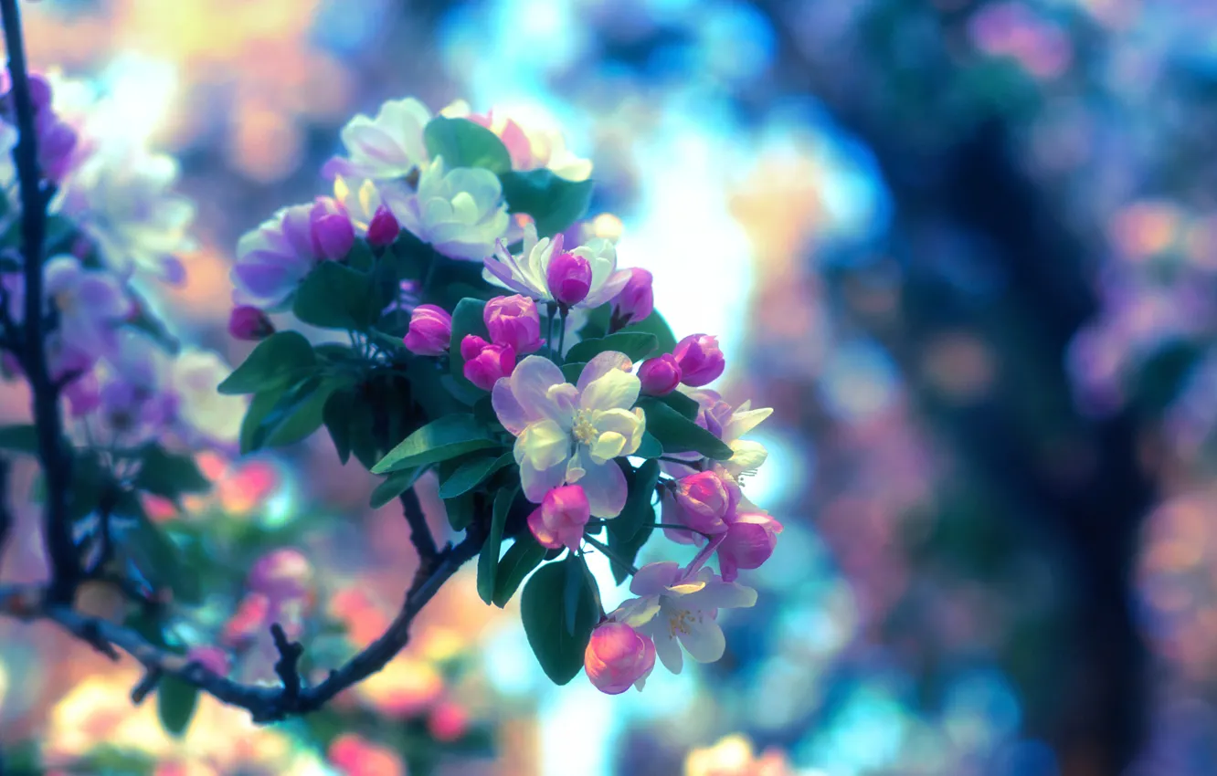 Photo wallpaper spring, Apple, flowering