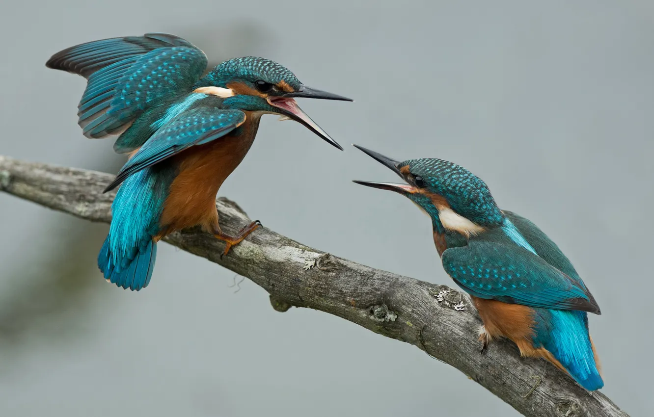 Photo wallpaper branches, bird, two, Kingfisher, fight