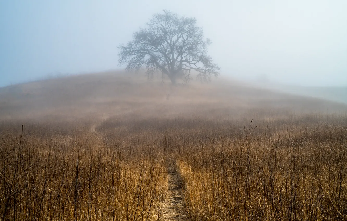 Photo wallpaper field, fog, tree