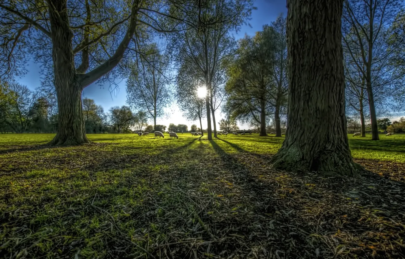 Photo wallpaper the sun, trees, glade, sheep, treatment
