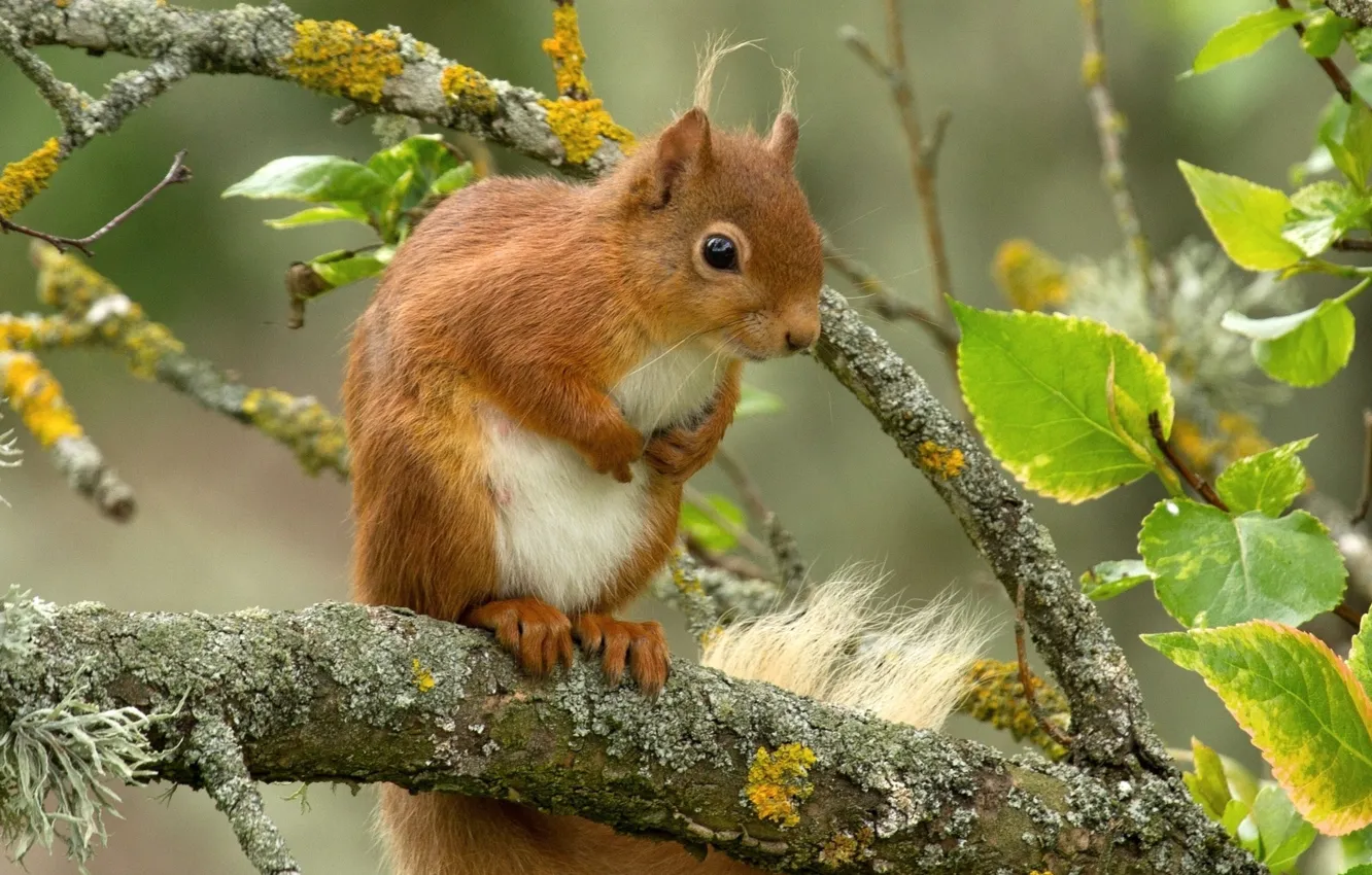 Photo wallpaper forest, squirrel, sprig leaves