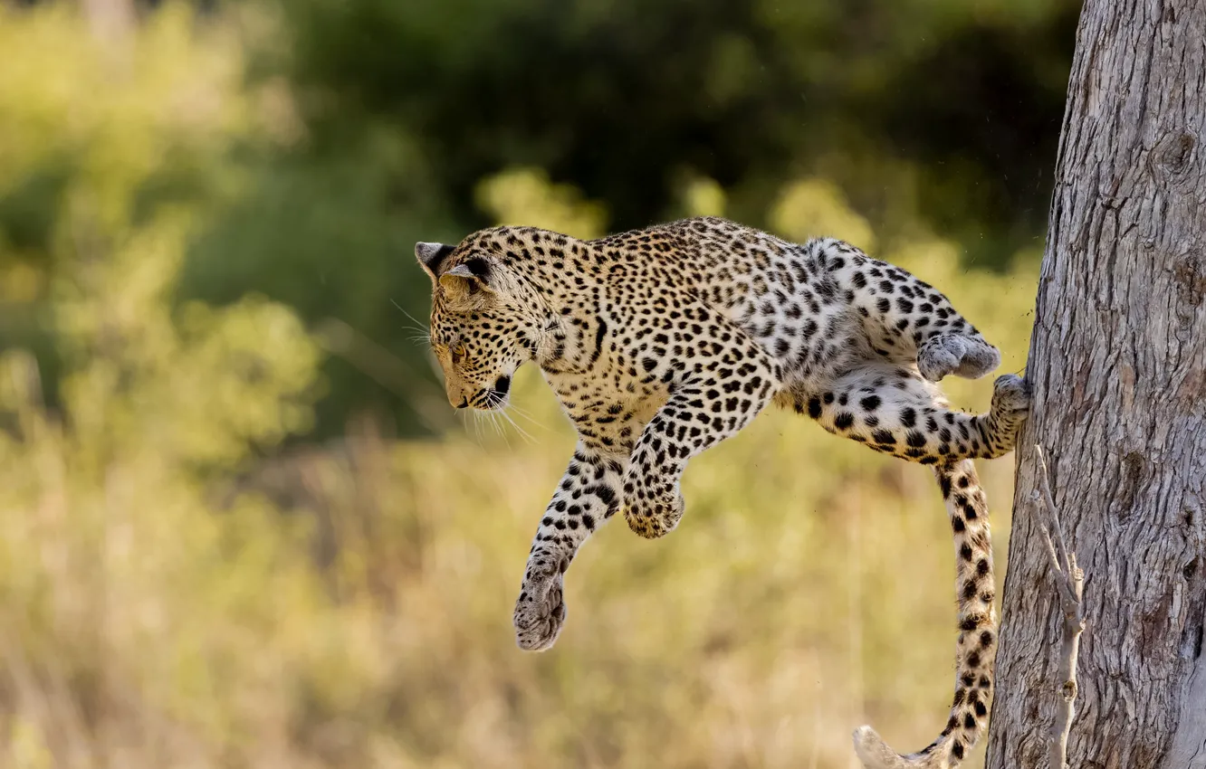 Photo wallpaper trees, nature, pose, jump, paws, leopard, tail