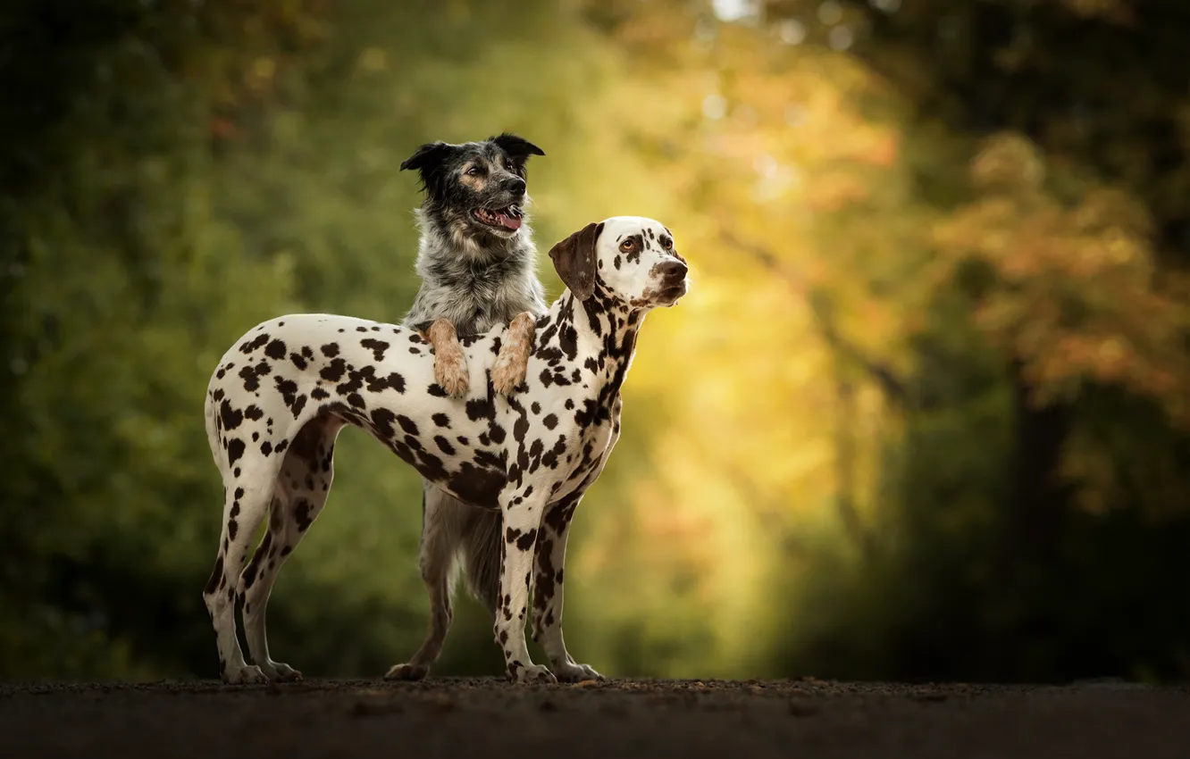 Photo wallpaper dog, pair, bokeh, two dogs