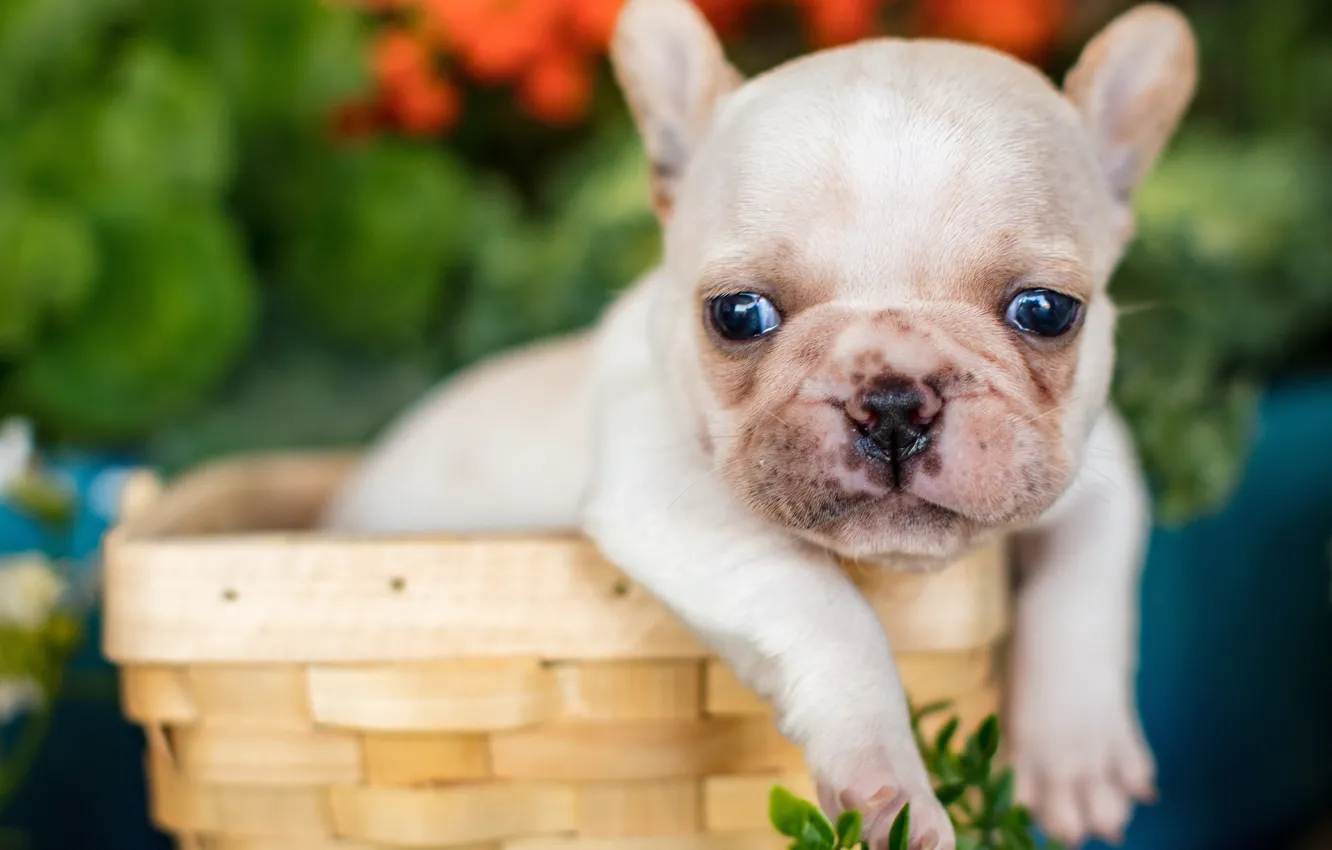 Photo wallpaper look, basket, legs, baby, puppy, face, French bulldog