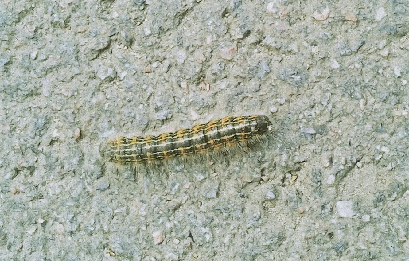 Photo wallpaper caterpillar, spring, insect