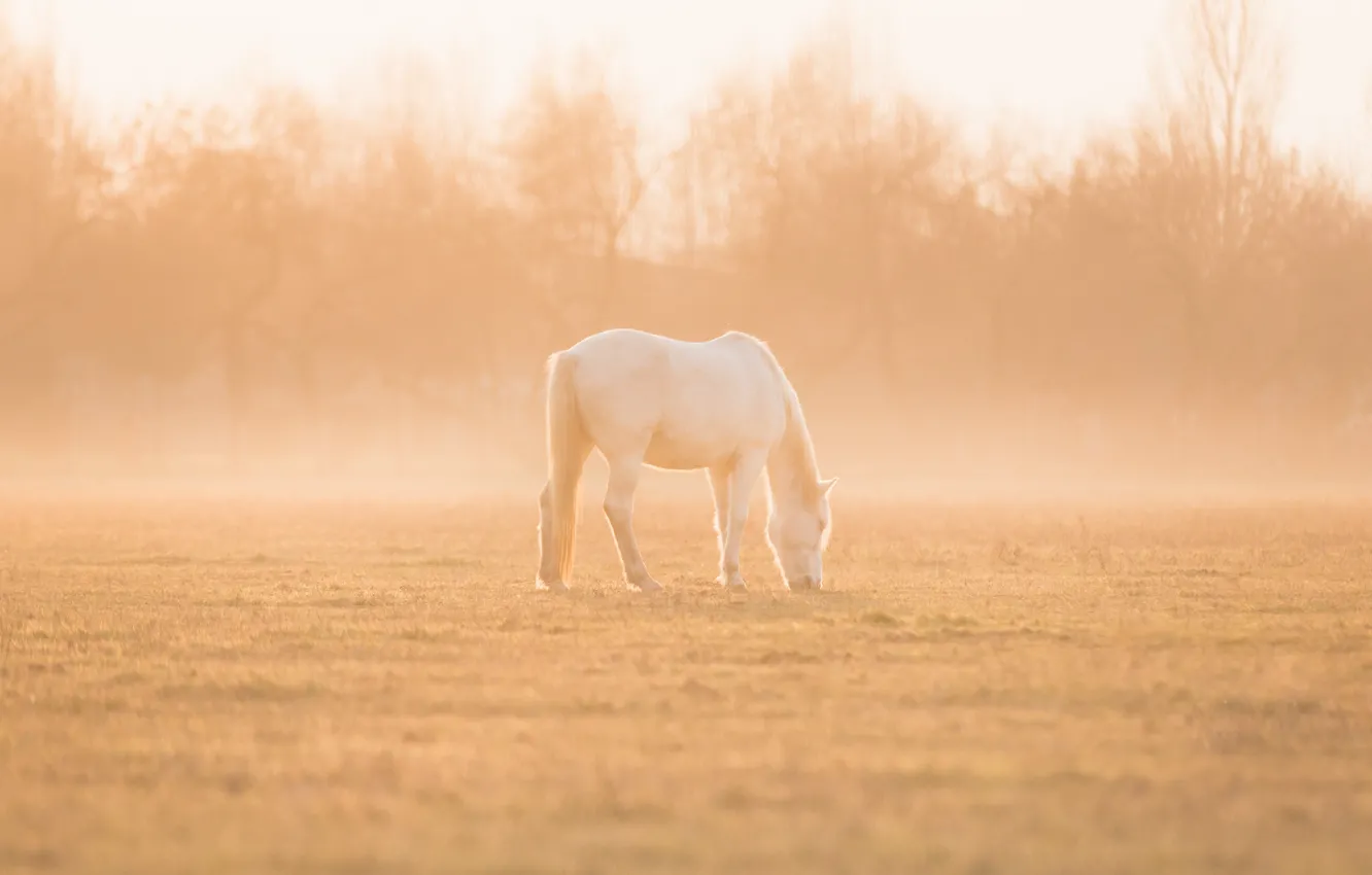 Photo wallpaper field, white, grass, light, trees, nature, fog, horse