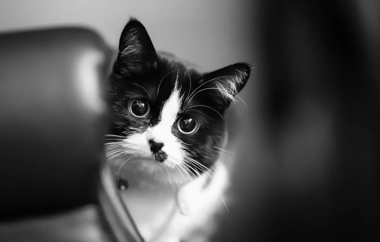 Photo wallpaper cat, eyes, wool