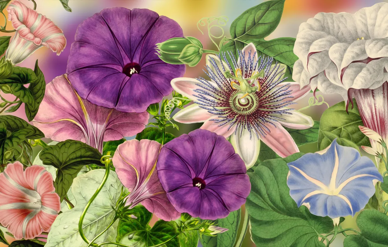 Photo wallpaper Graphics, Flowers, Colored