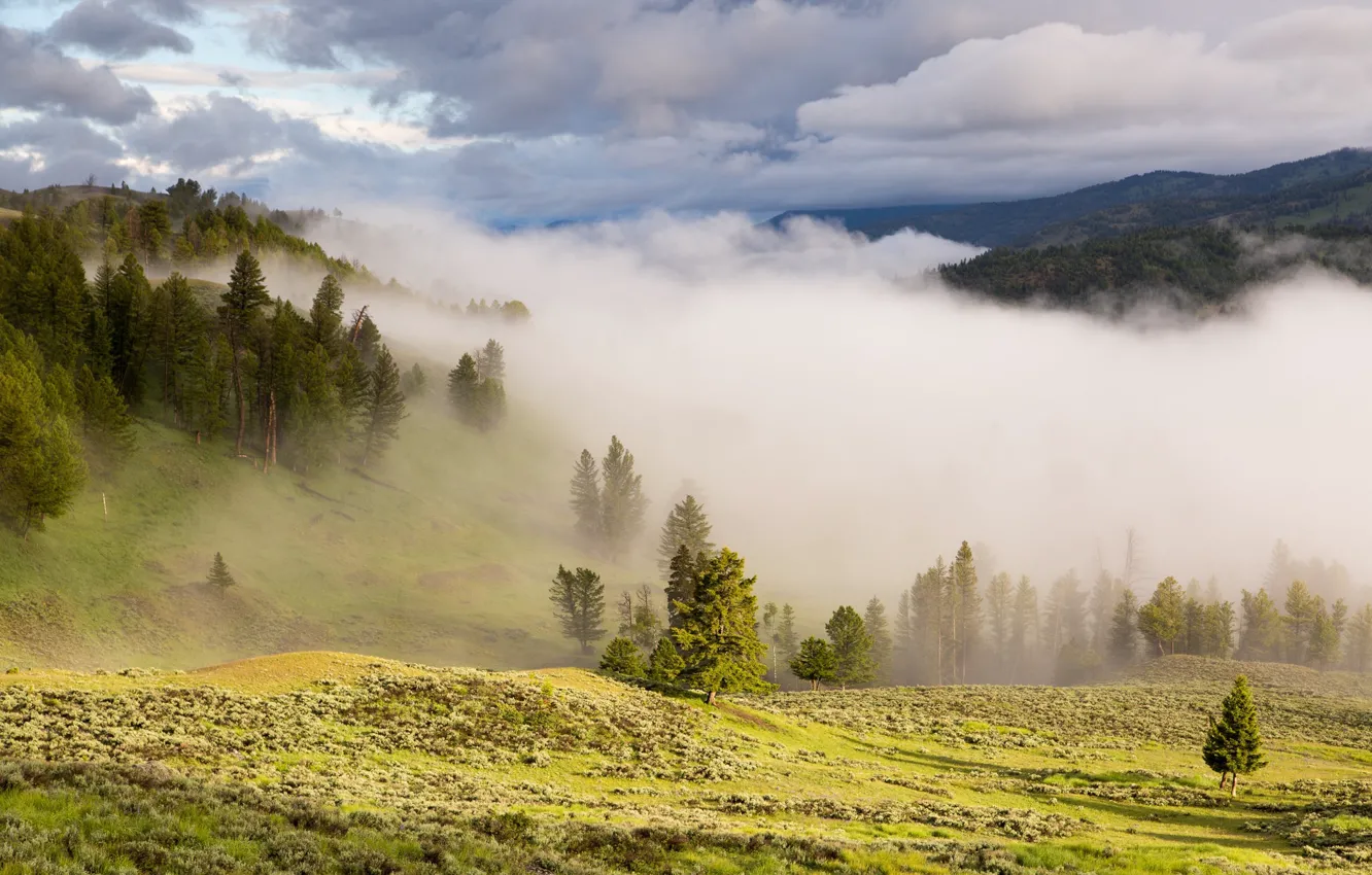 Photo wallpaper greens, forest, grass, clouds, trees, mountains, fog, slope