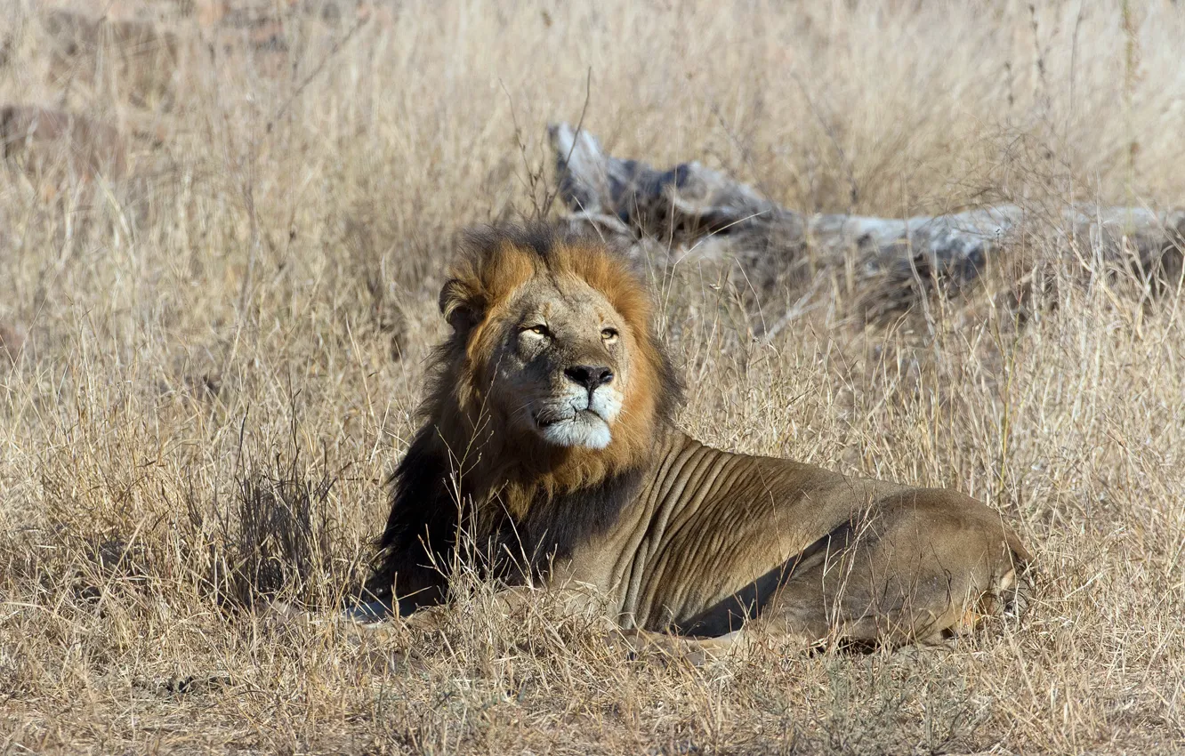 Photo wallpaper Leo, king, beast