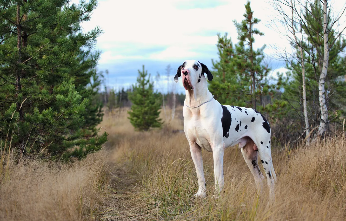 Photo wallpaper each, dog, marble dog