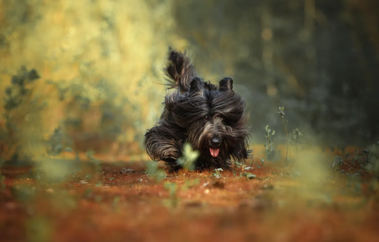 Photo wallpaper nature, animal, dog, dog, Natalia Ponikarova