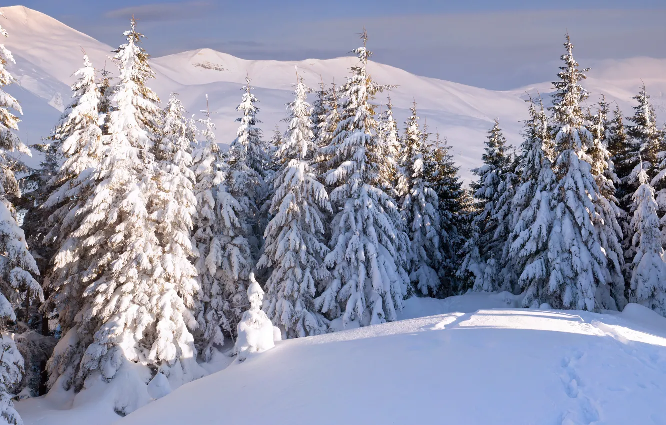 Photo wallpaper winter, frost, forest, light, snow, landscape, mountains, hills