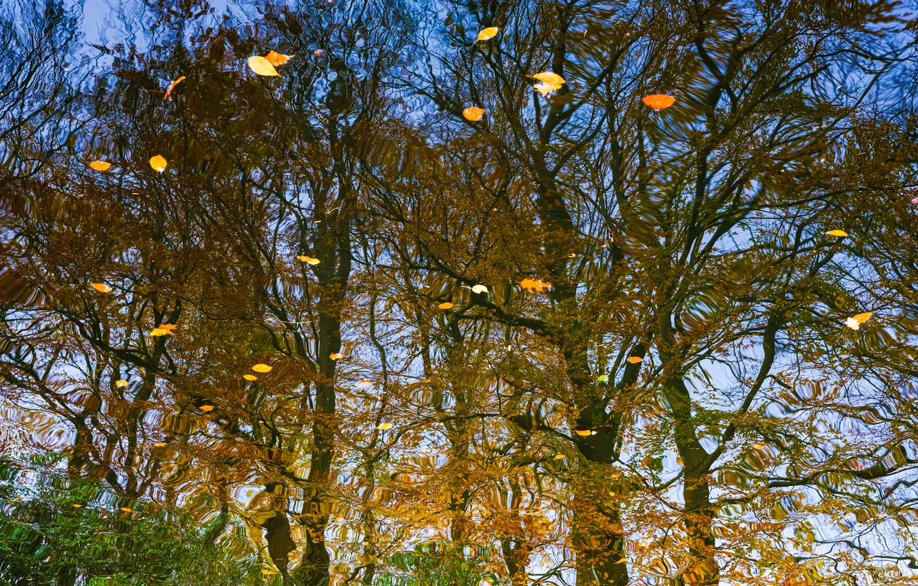Photo wallpaper autumn, the sky, leaves, water, trees, branches, yellow, lake