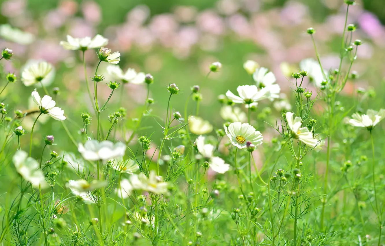 Photo wallpaper field, summer, flowers, meadow
