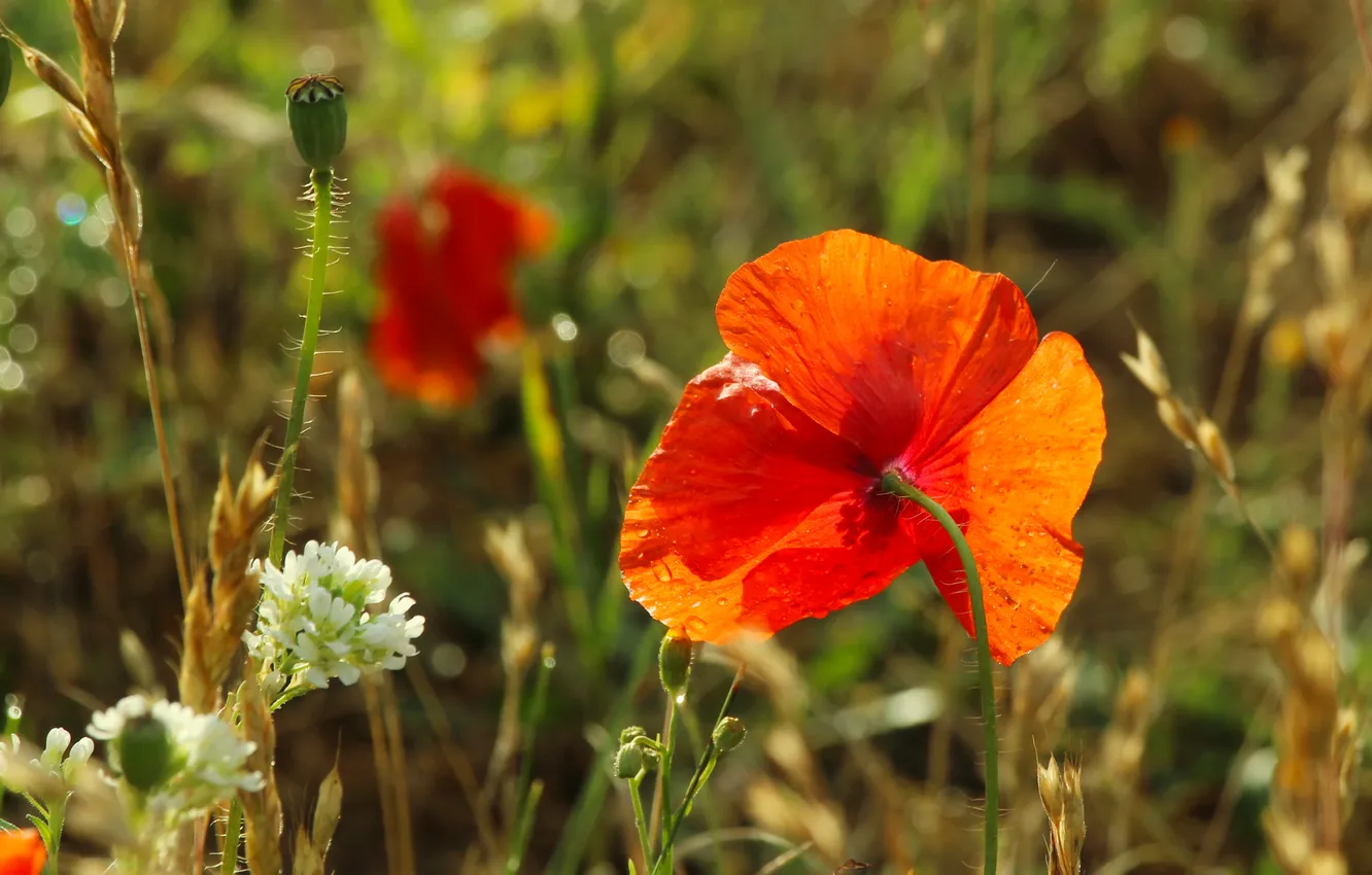 Photo wallpaper red, flower, poppy