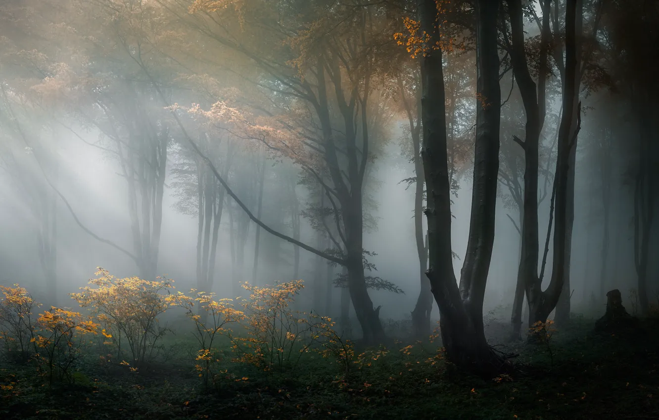 Photo wallpaper forest, trees, nature, haze