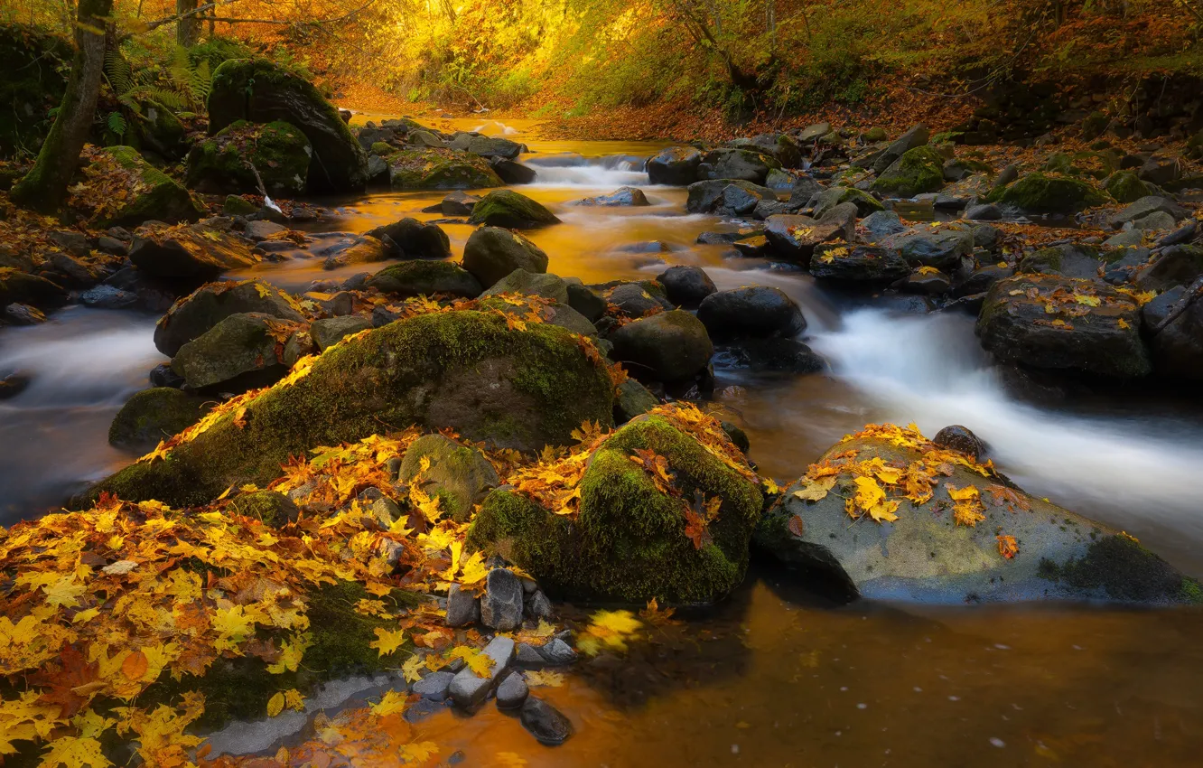 Photo wallpaper autumn, forest, leaves, nature, stream, stones