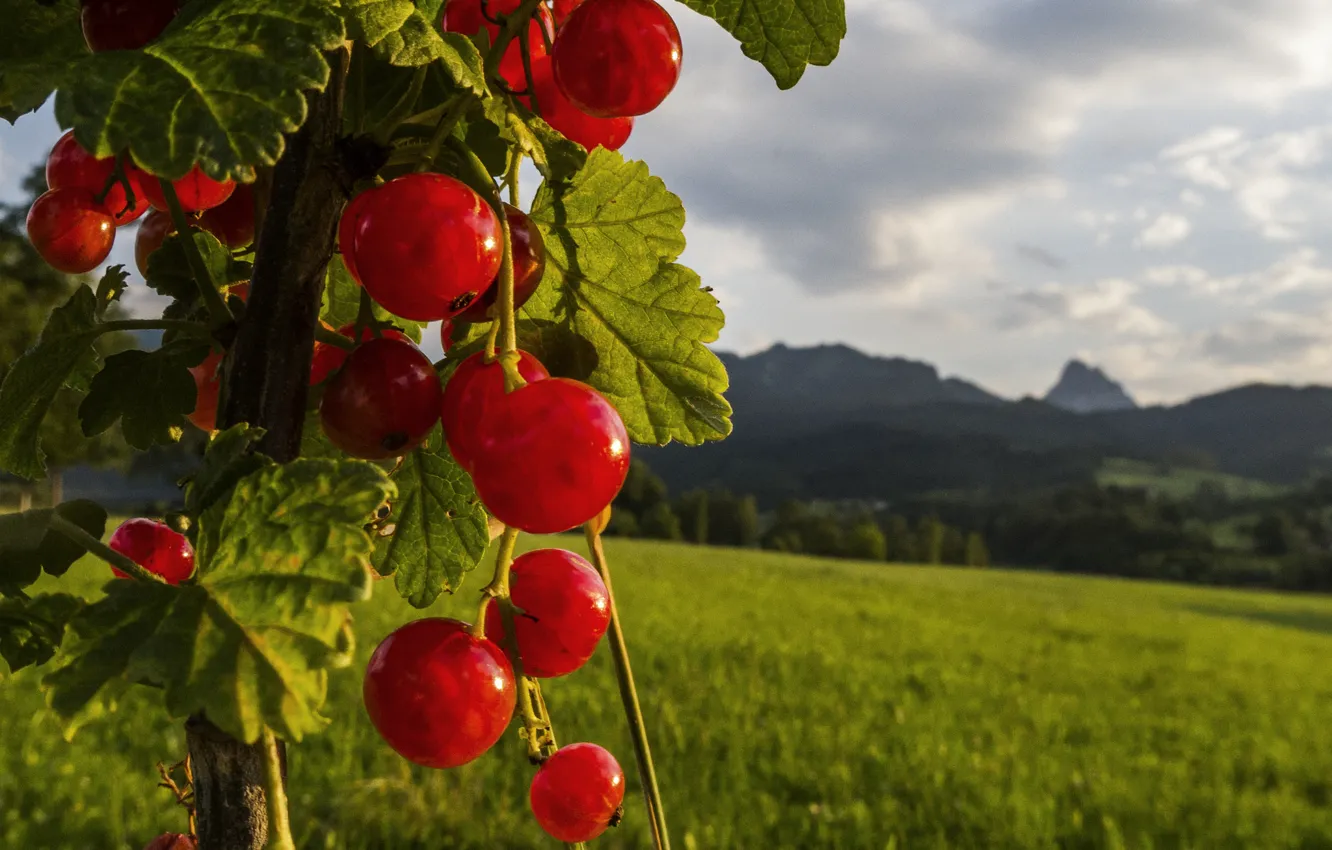 Photo wallpaper field, the sky, leaves, nature, berry, red currant