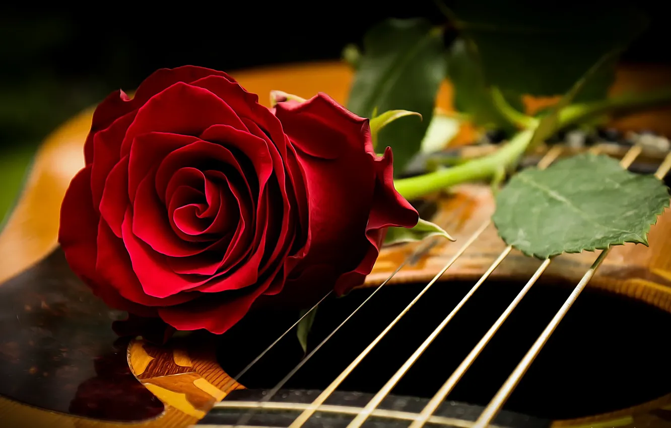 Photo wallpaper background, rose, guitar