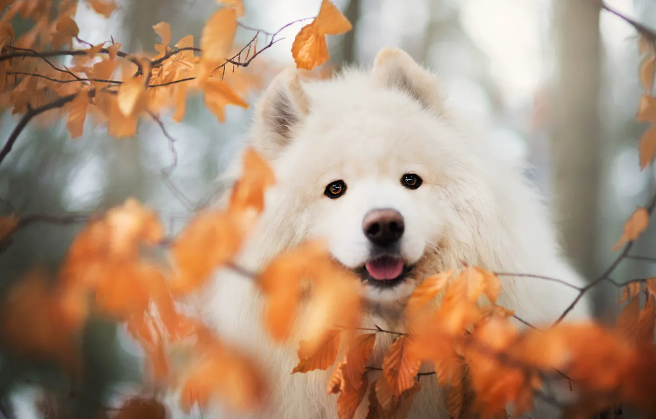 Photo wallpaper autumn, look, leaves, branches, nature, portrait, dog, blur