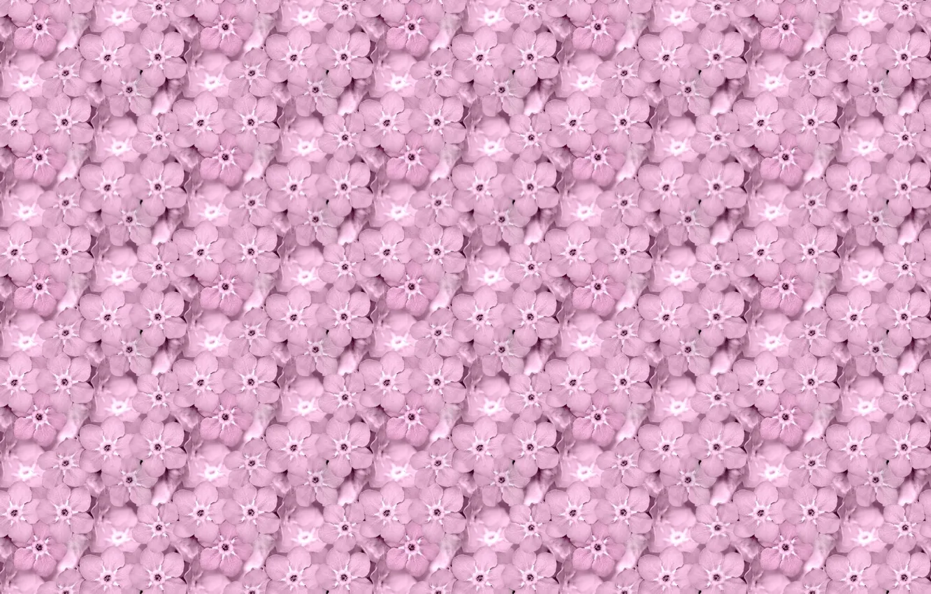 Photo wallpaper flowers, background, texture, Phlox