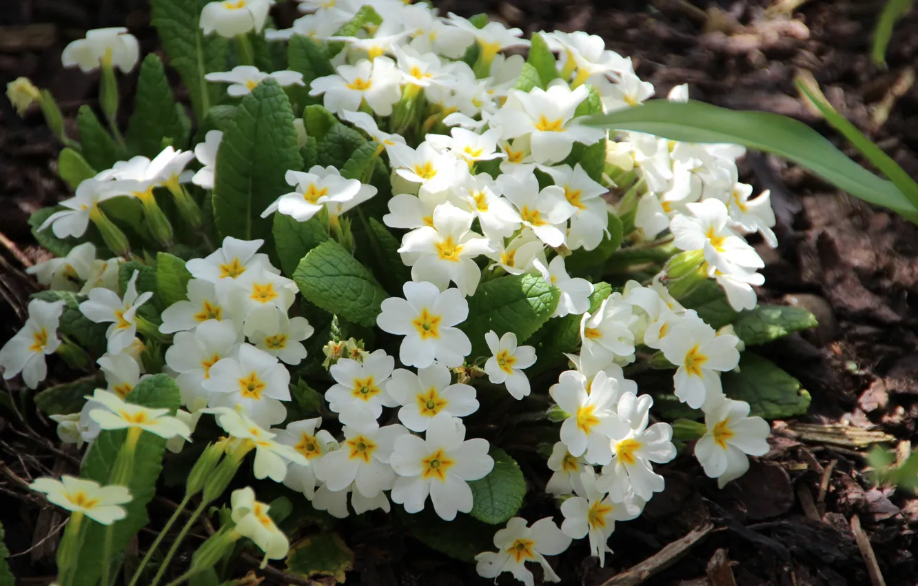 Photo wallpaper flowers, spring, garden, white, flowerbed, Primula