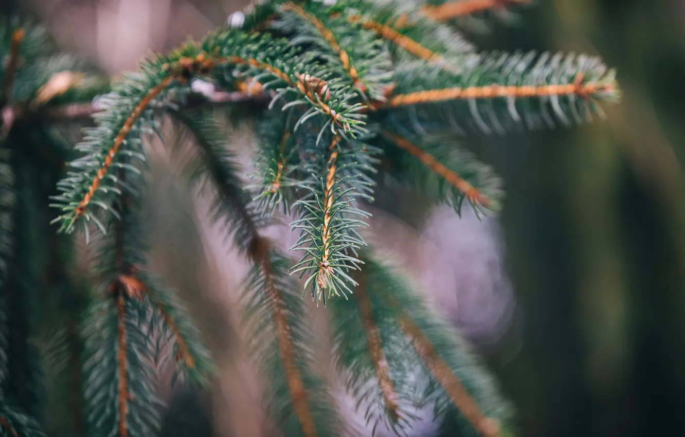 Photo wallpaper needles, branches, tree
