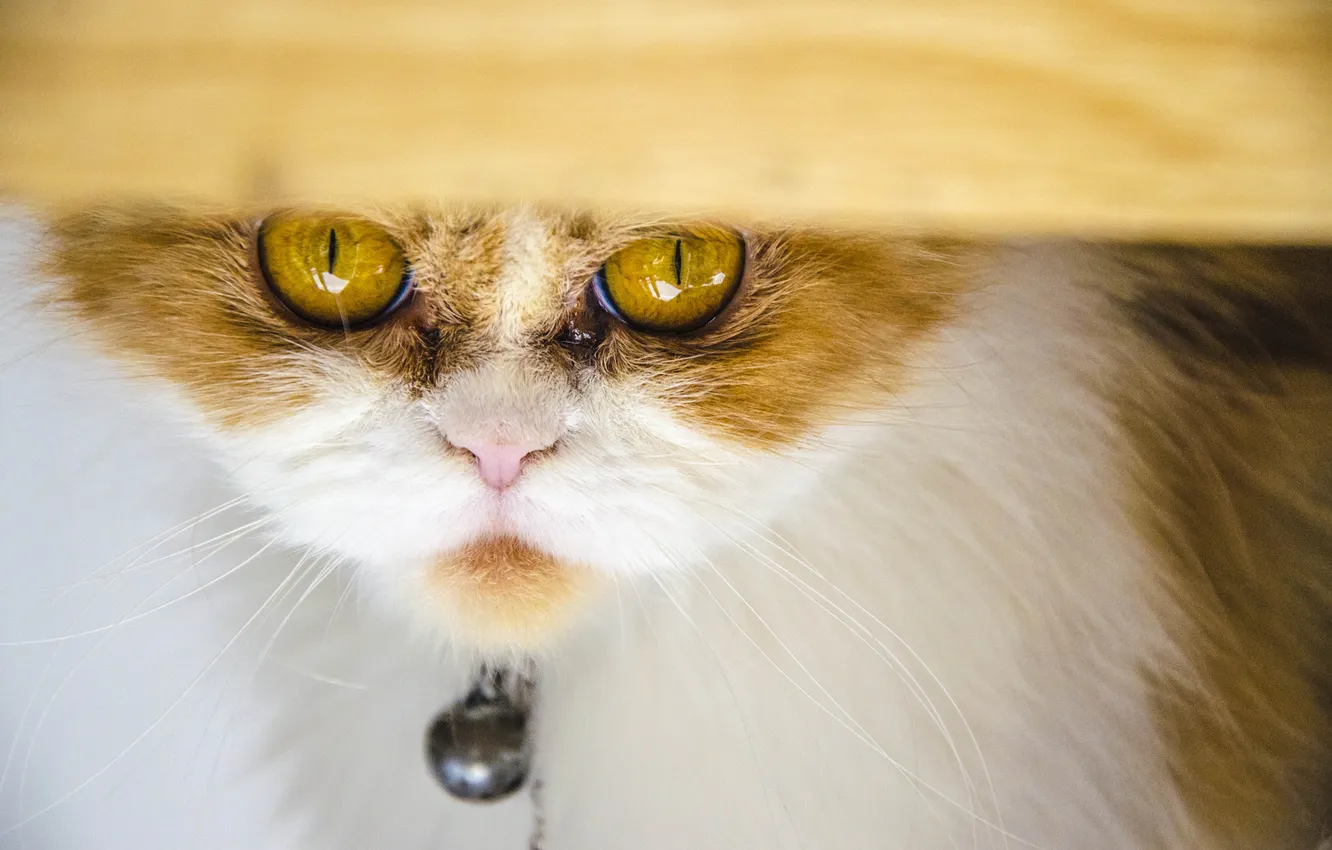Photo wallpaper cat, look, Koshak, Tomcat
