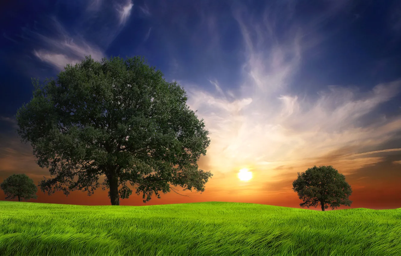 Photo wallpaper the sky, grass, the sun, clouds, trees, grass, trees, Summer Sun