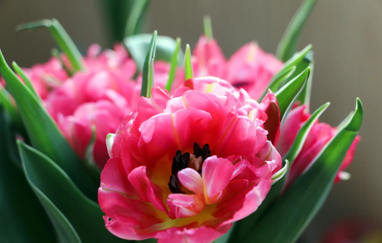 Photo wallpaper pink, Tulip, petals
