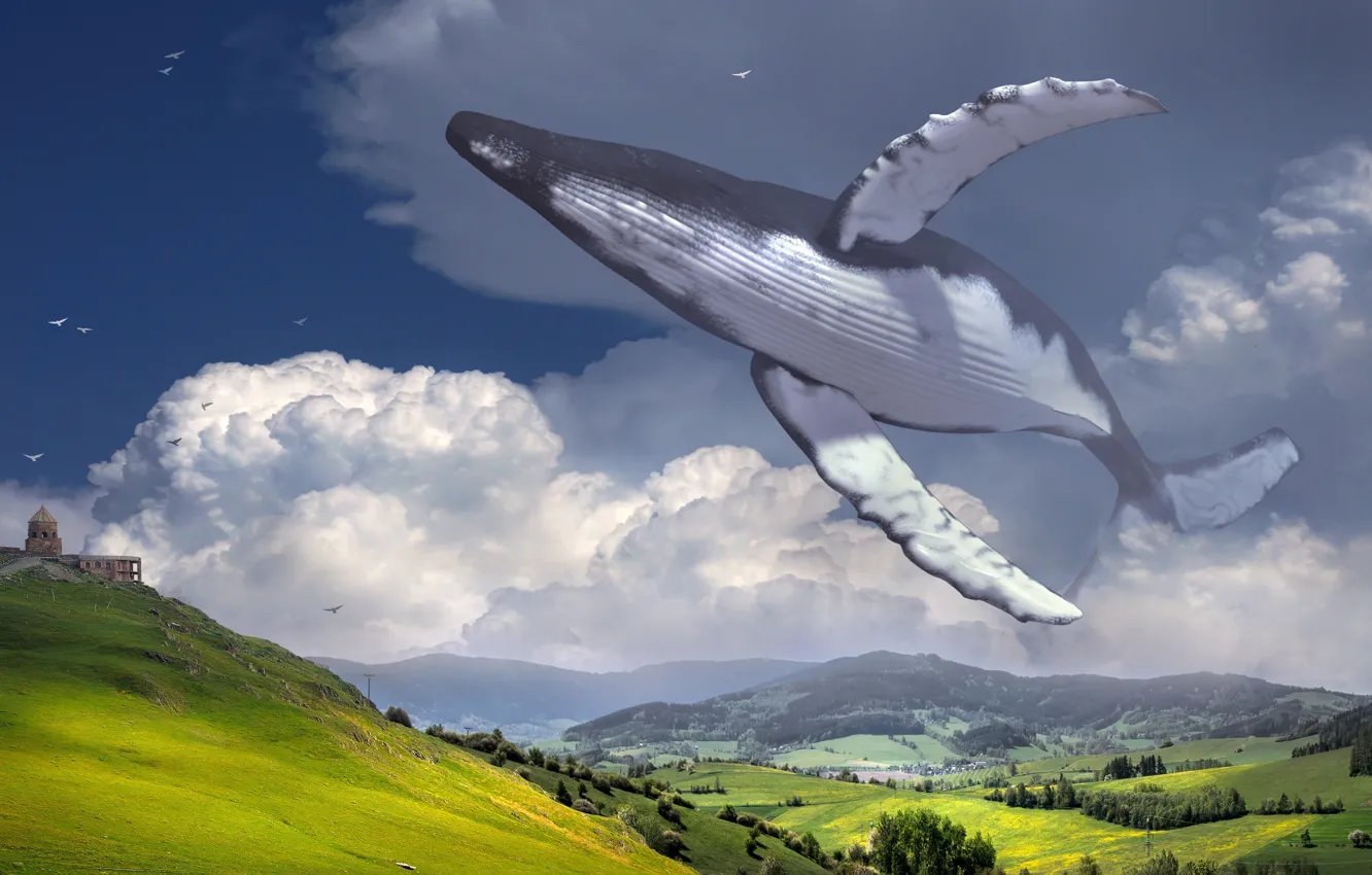 Photo wallpaper clouds, green, bird, a whale in the sky, by Kellepics