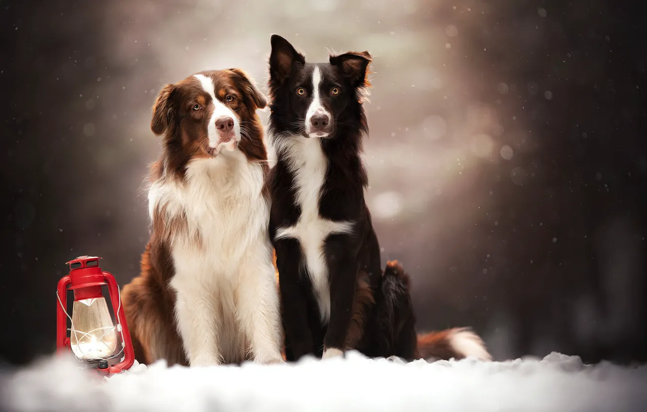 Photo wallpaper snow, dog, lights, a couple, bokeh, two dogs